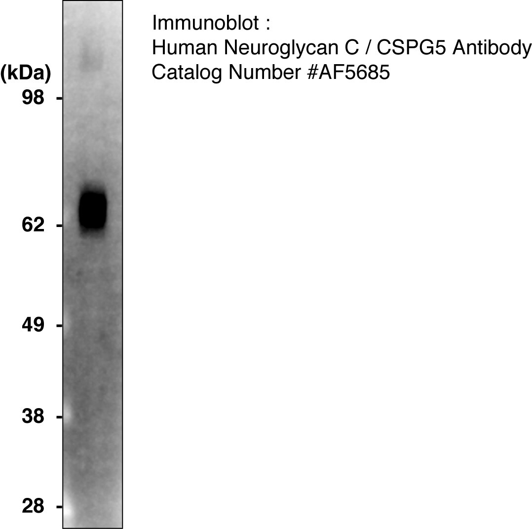 Recombinant Human Neuroglycan C/CSPG5 Protein, CF 5685-NG