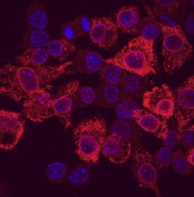 NFAT inhibitor, Cell Permeable 5710