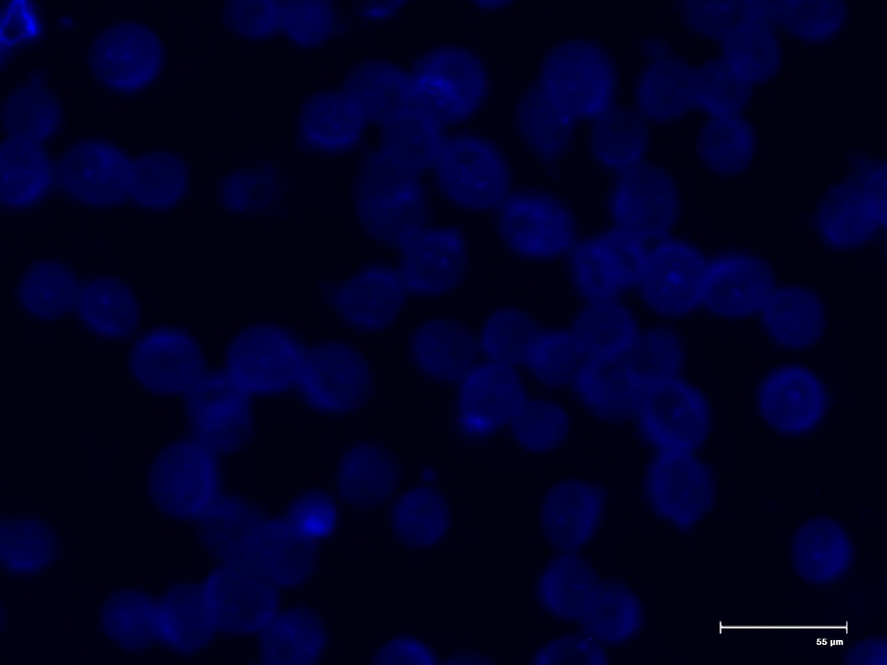 DAPI 5748