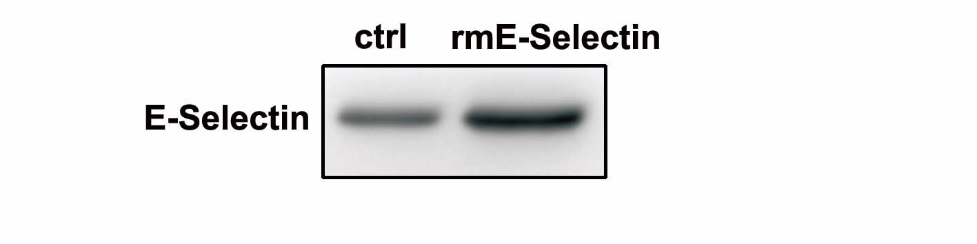 Recombinant Mouse E-Selectin/CD62E Fc Chimera Protein, CF 575-ES