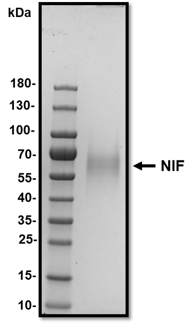 Recombinant A. caninum NIF Protein, CF 5845-NF