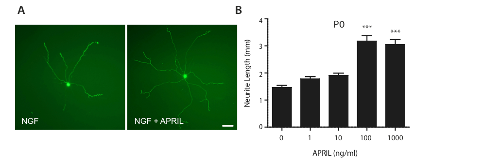 Recombinant Human APRIL/TNFSF13 (HEK293-expressed) Protein 5860-AP