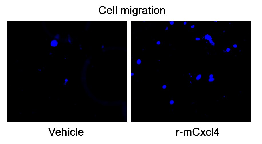 Recombinant Mouse CXCL4/PF4 Protein, CF 595-P4
