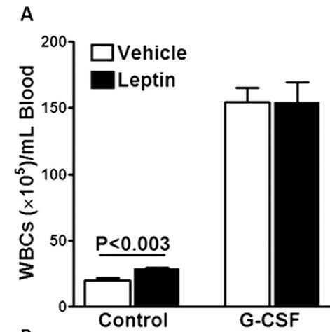 Recombinant Rat Leptin Protein, CF 598-LP