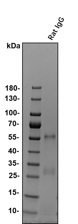 Rat IgG Antibody 6-001-A