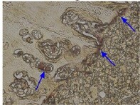 Rat IgG Antibody 6-001-A