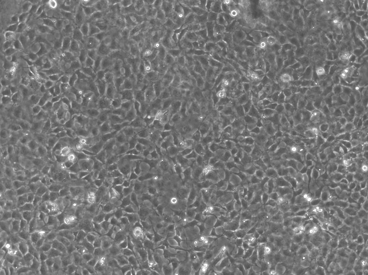 LDN 193189 dihydrochloride 6053