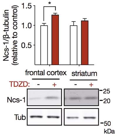 TDZD 8 6092