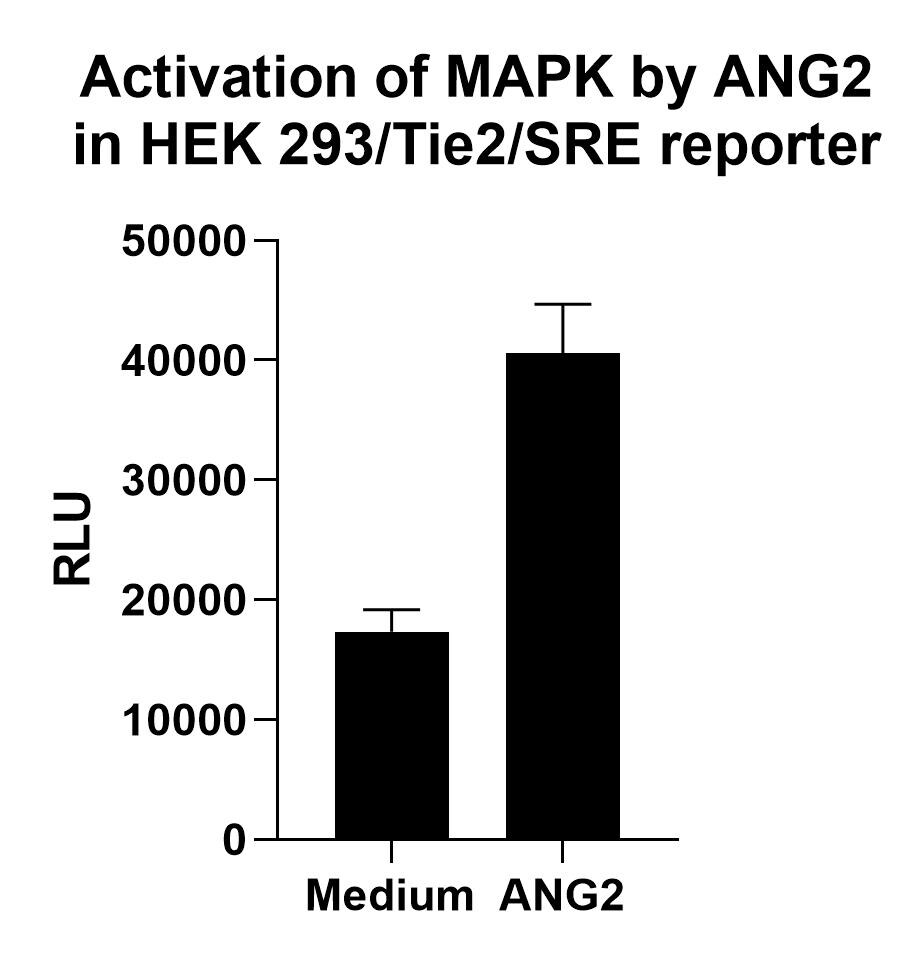 Recombinant Human Angiopoietin-2 Protein 623-AN
