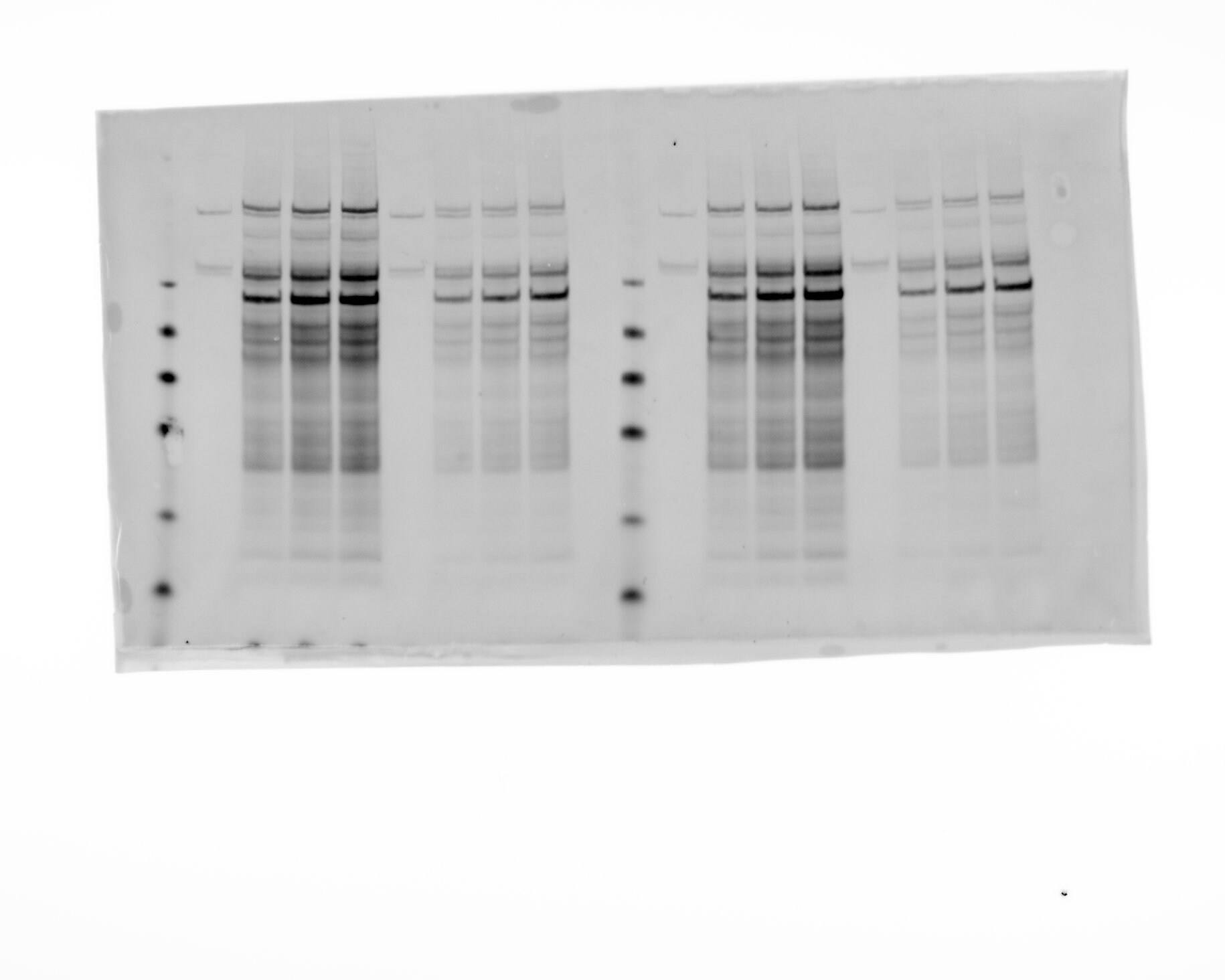 Biotinyl Tyramide 6241
