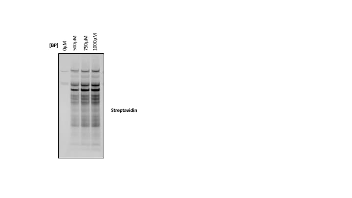 Biotinyl Tyramide 6241