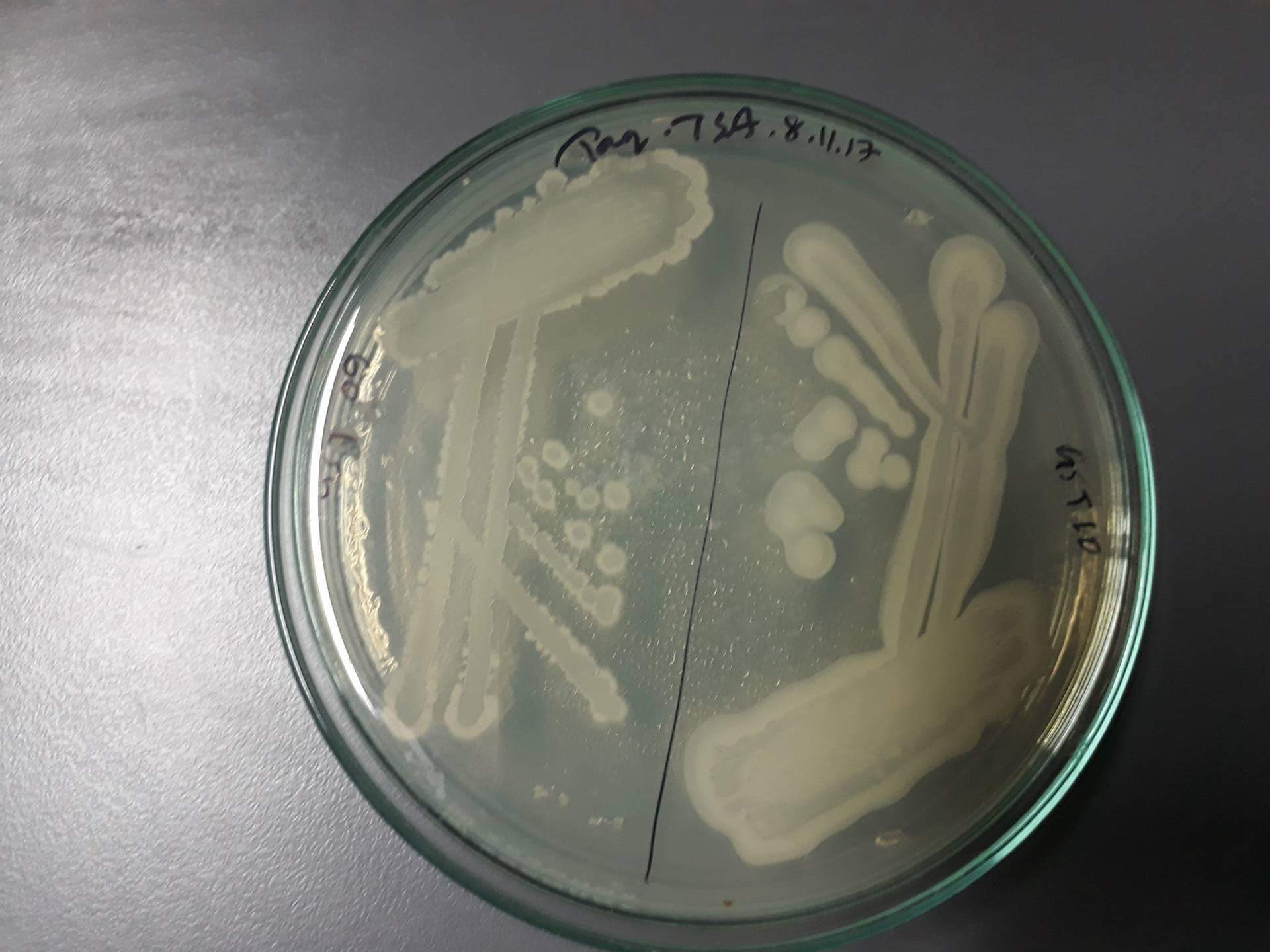 Gentamicin sulfate 6442