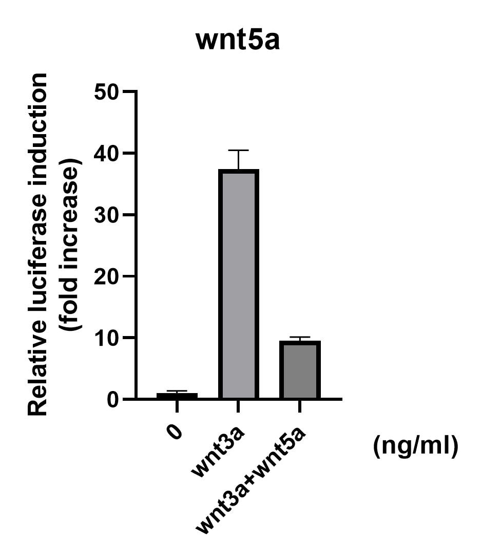 Recombinant Human/Mouse Wnt-5a Protein 645-WN