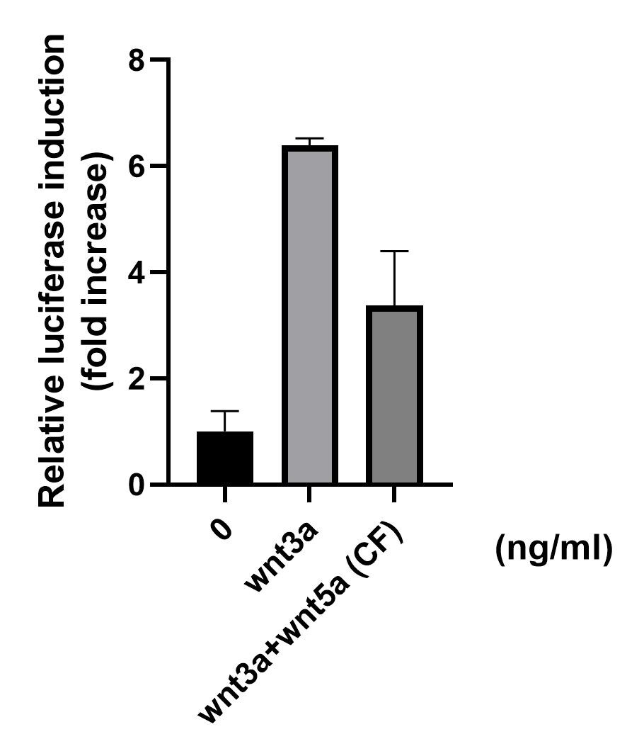 Recombinant Human/Mouse Wnt-5a Protein 645-WN