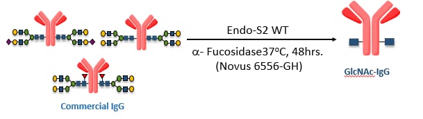 Recombinant T. maritima alpha-L-Fucosidase Protein, CF 6556-GH