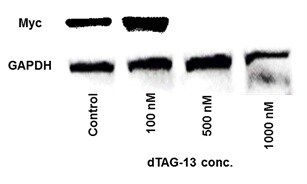 dTAG-13 6605