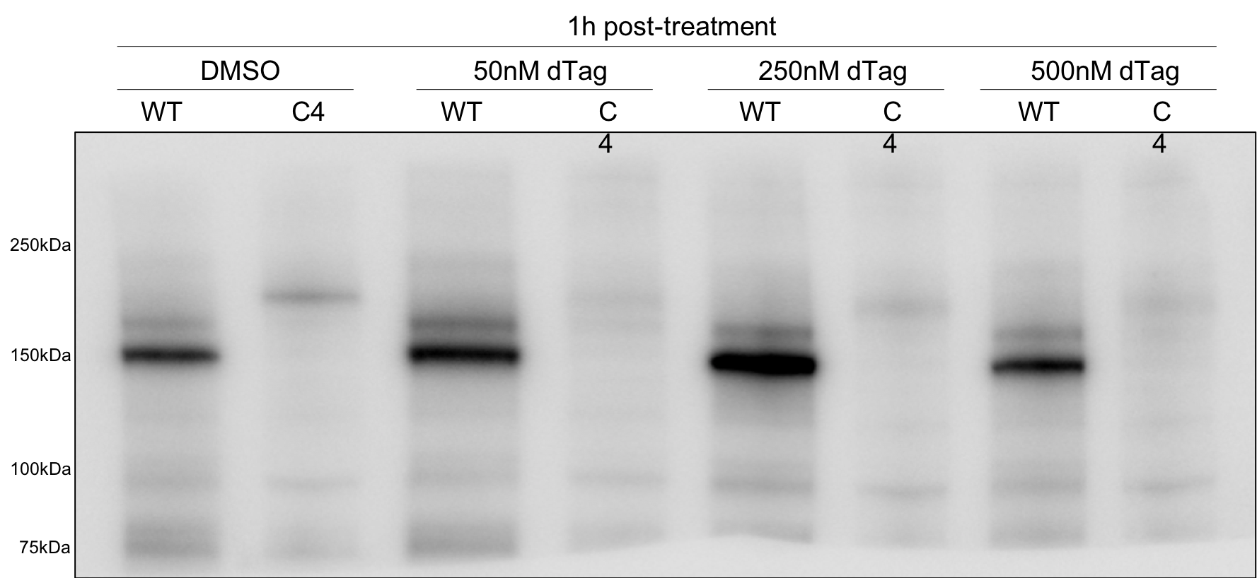 dTAG-13 6605