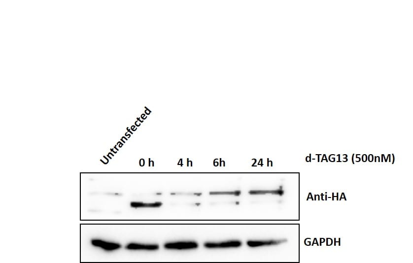 dTAG-13 6605