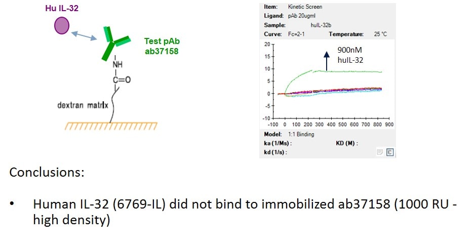 Recombinant Human IL-32 beta Protein, CF 6769-IL
