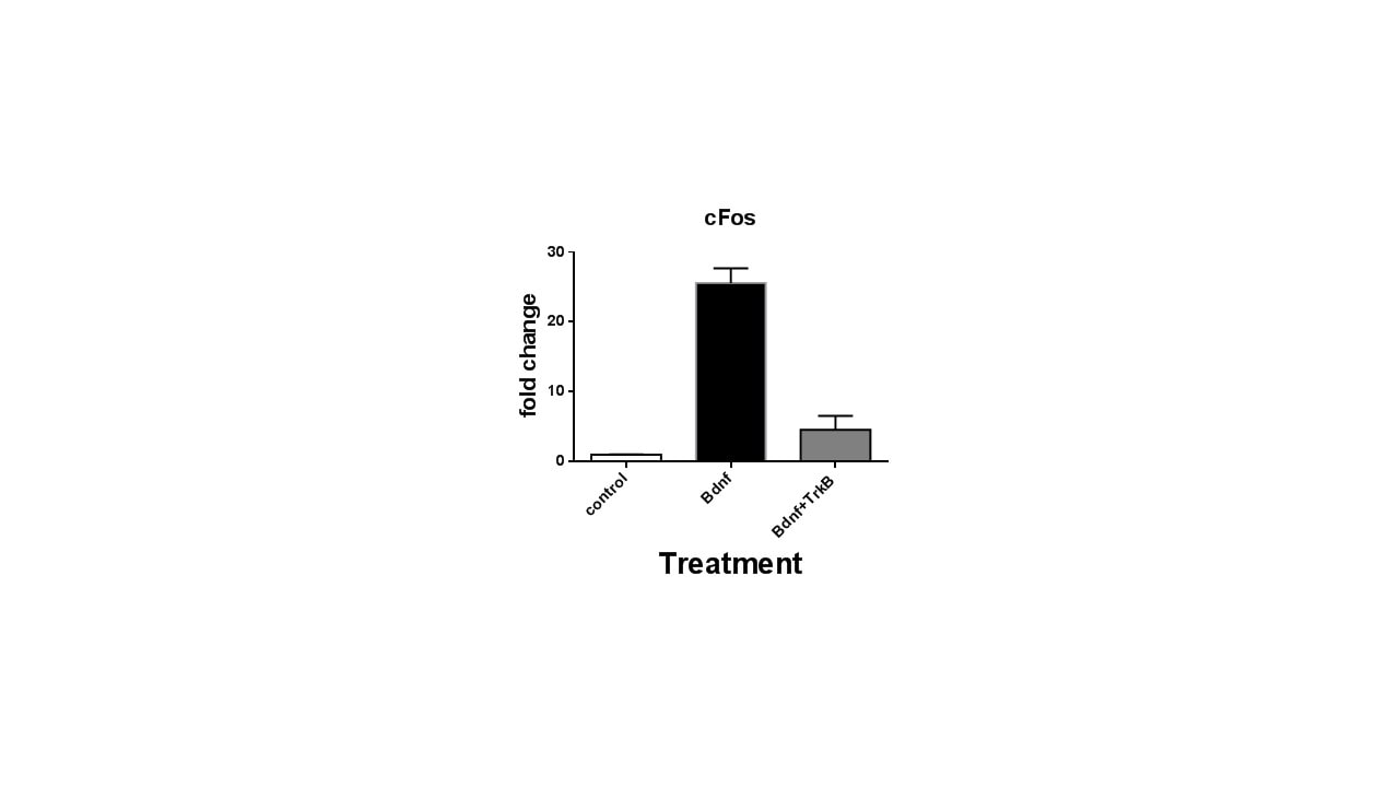 Recombinant Human TrkB Fc Chimera Protein, CF 688-TK