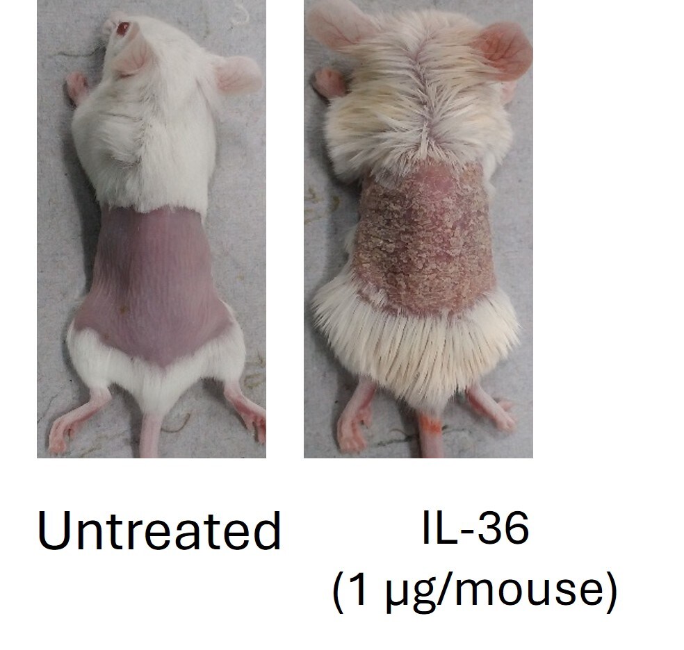 Recombinant Mouse IL-36 alpha/IL-1F6 (aa 8-160) Protein 7059-ML