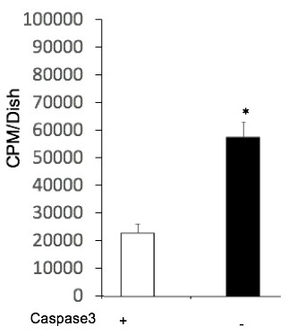 Recombinant Human Caspase-3 Protein 707-C3