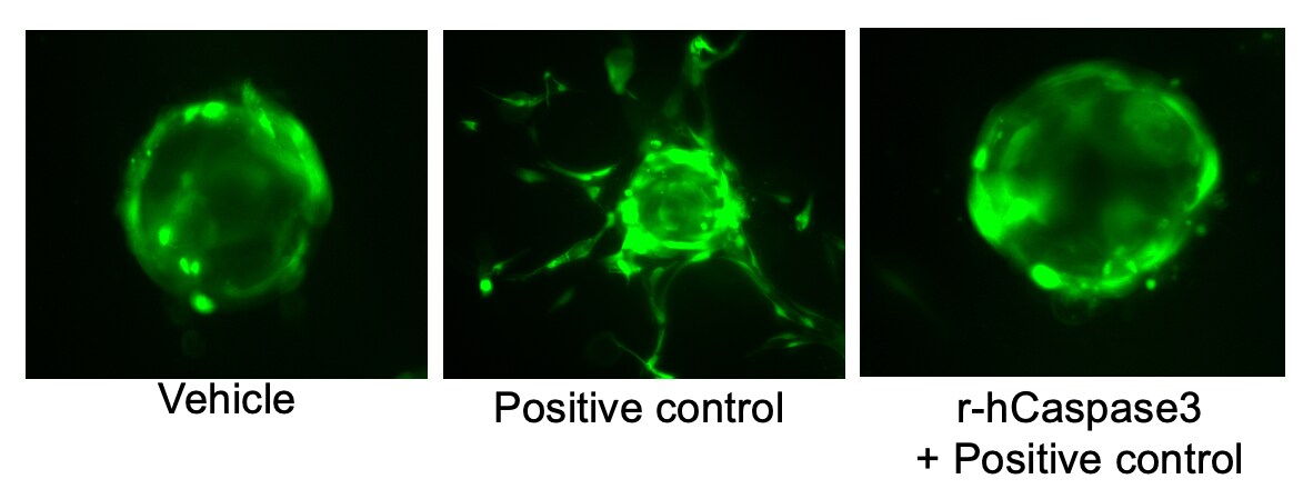 Recombinant Human Caspase-3 Protein 707-C3
