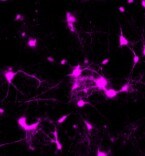Janelia Fluor® 646, Azide 7088