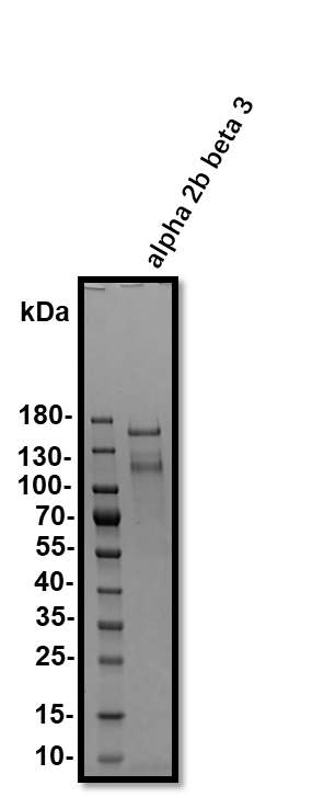Recombinant Human Integrin alpha 2b beta 3 Protein, CF 7148-A2