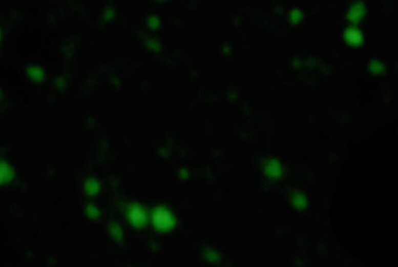Pepstatin A Janelia Fluor® 526 7314