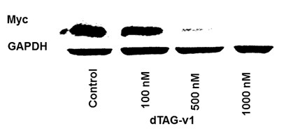 dTAGV-1 hydrochloride 7374