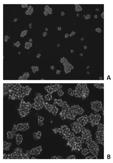 Recombinant Human LIF Protein 7734-LF