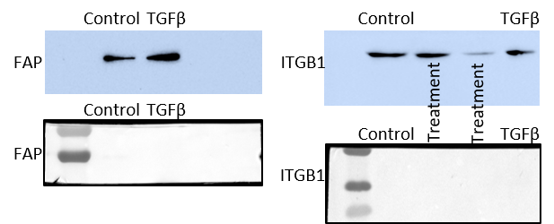 Recombinant Human TGF-beta 1 (Human Cell-expressed) Protein 7754-BH