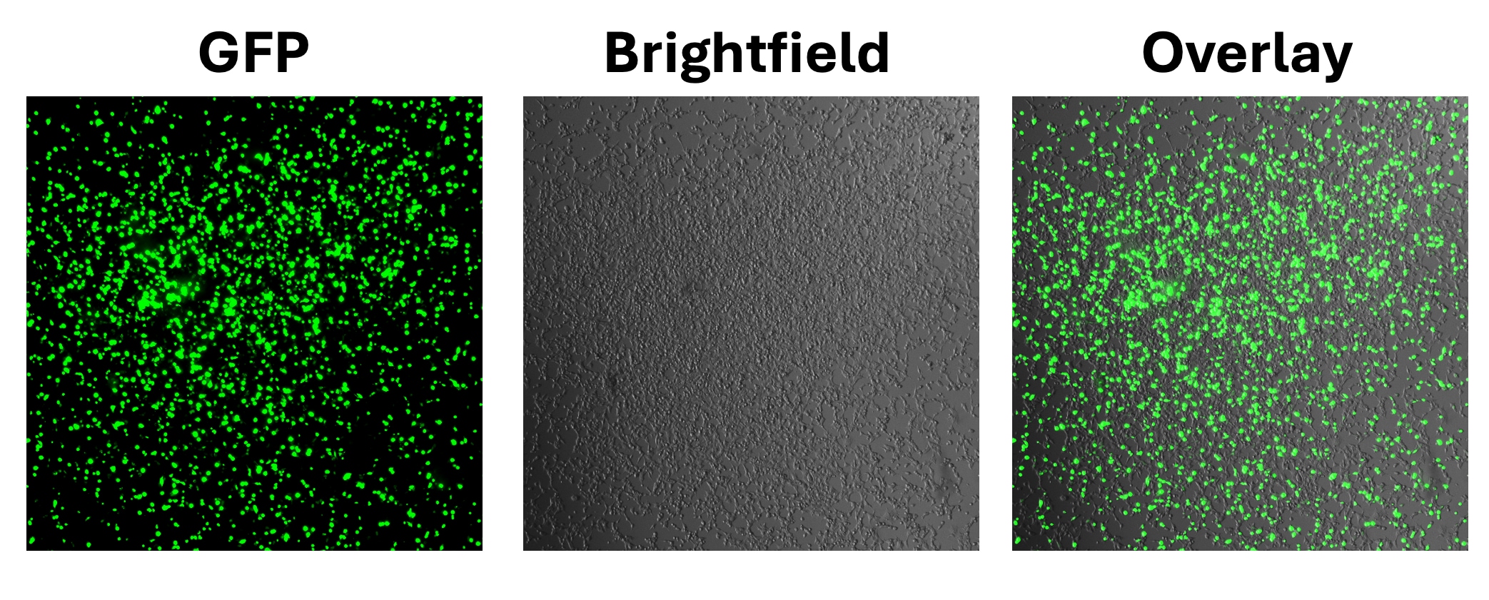 PEI STAR™ transfection reagent 7854