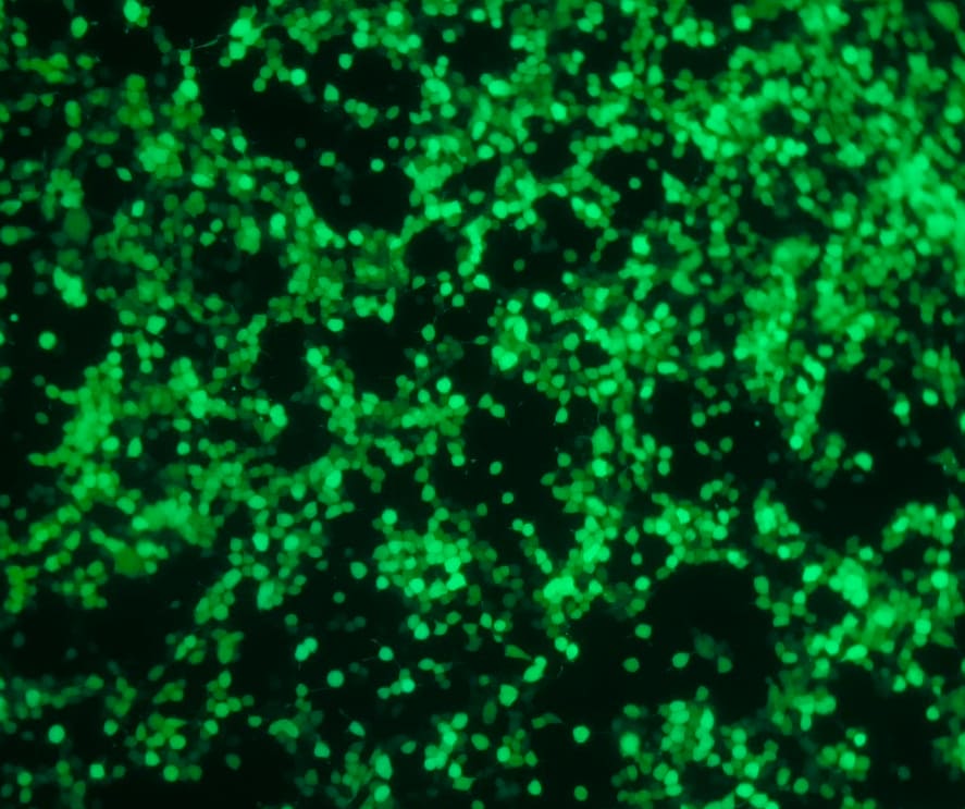 PEI STAR™ transfection reagent 7854