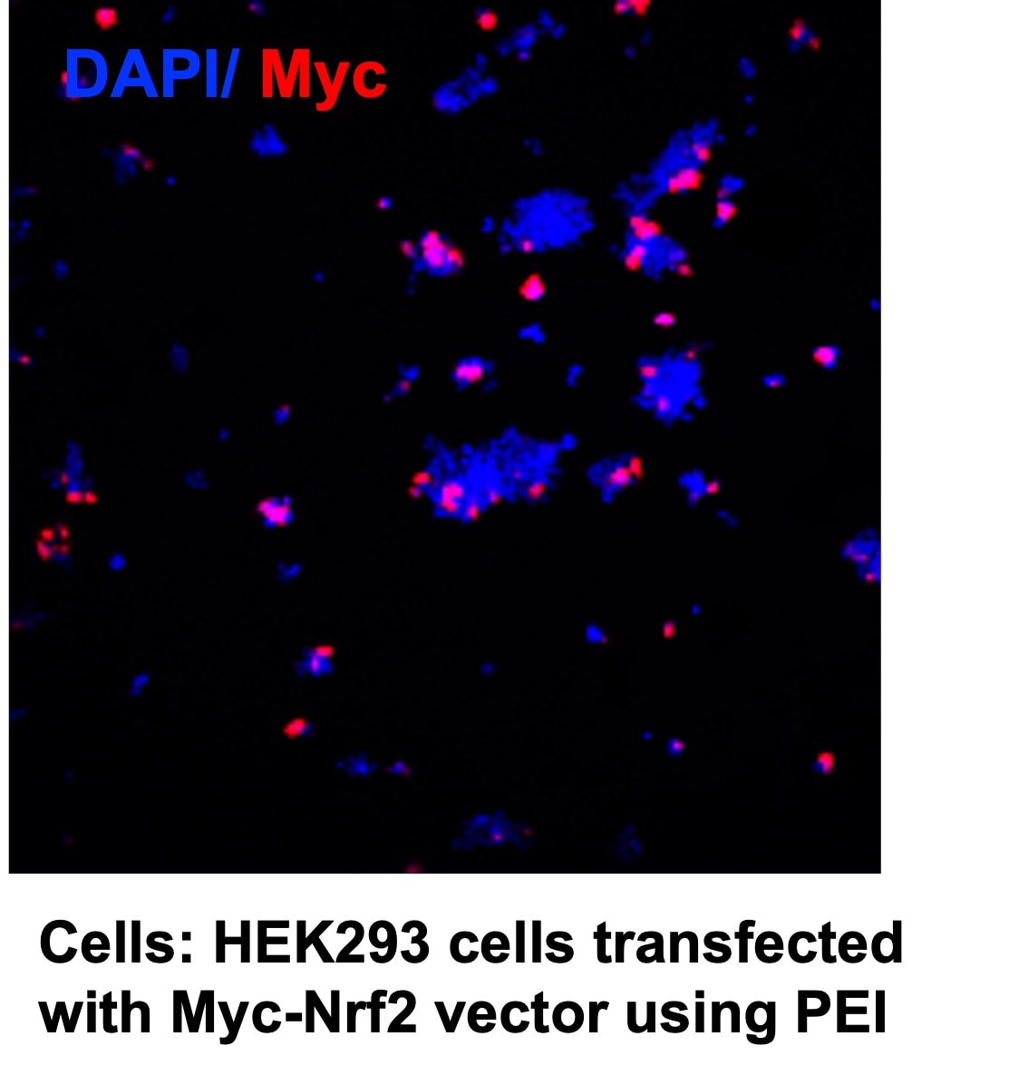PEI STAR™ transfection reagent 7854