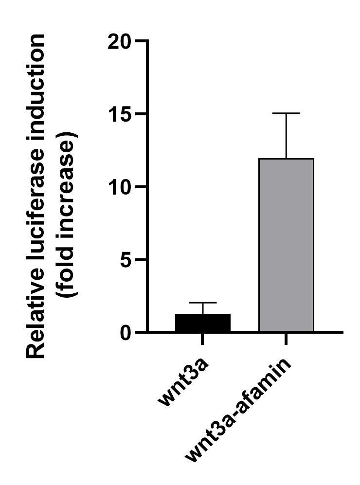 Recombinant Human Afamin His-tag Protein, CF 8065-AF