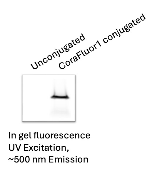 CoraFluor™ 1, thiol reactive 8117