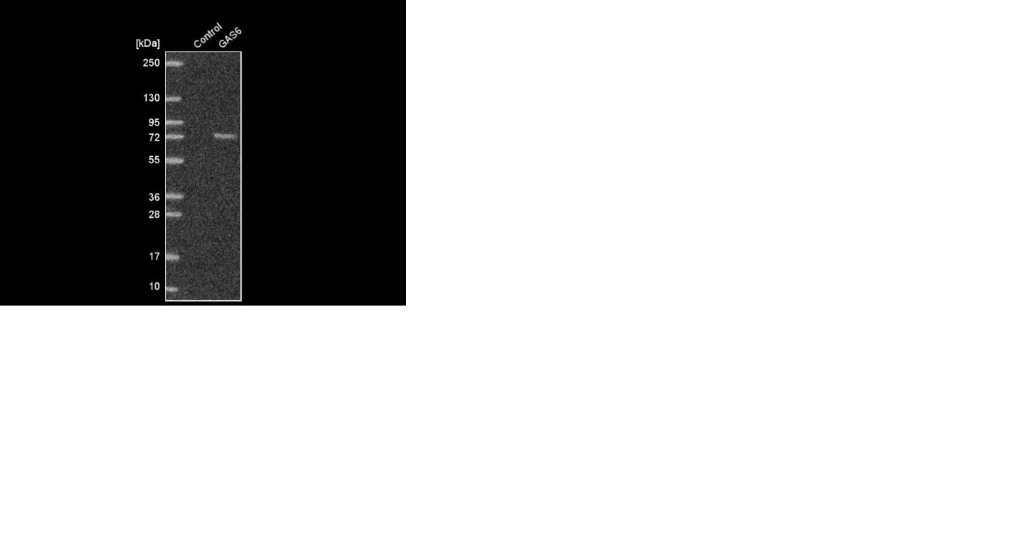 Recombinant Human Gas6 Protein, CF 885-GSB