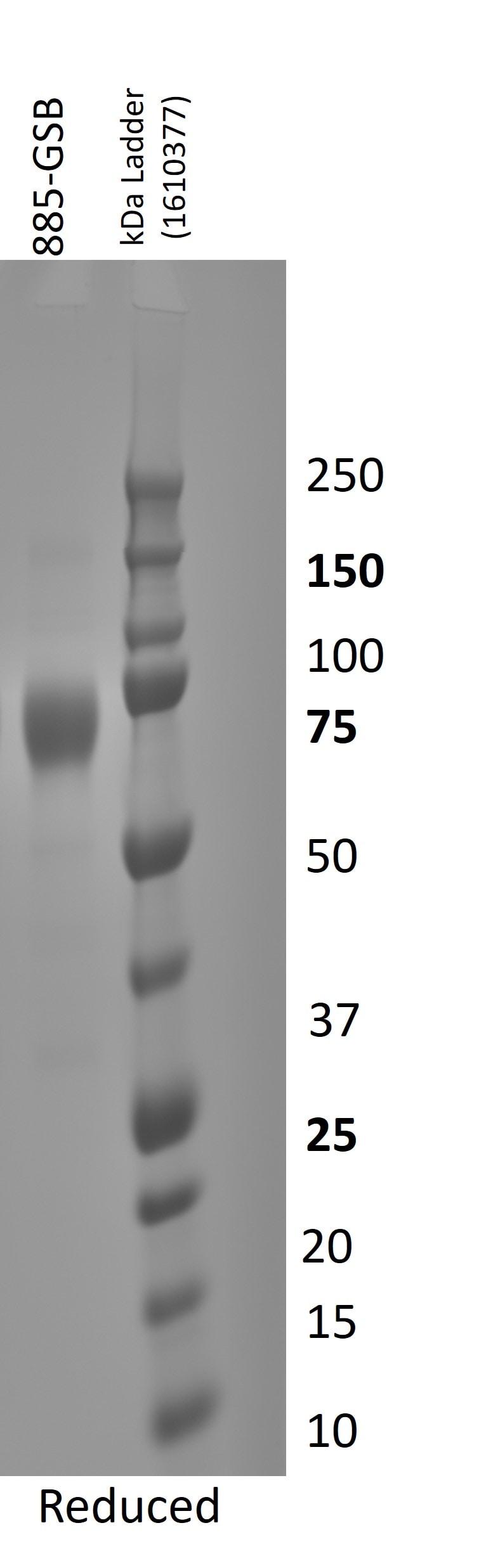 Recombinant Human Gas6 Protein, CF 885-GSB