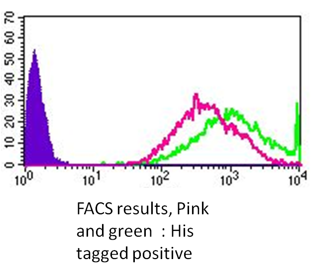 Recombinant Mouse PD-L1/B7-H1 His-tag Protein, CF 9048-B7