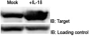 Recombinant Human IL-18/IL-1F4 Protein 9124-IL