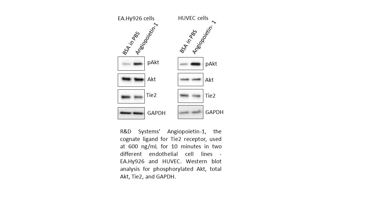 Recombinant Human Angiopoietin-1 Protein 923-AN