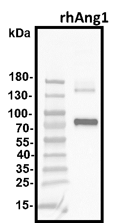 Recombinant Human Angiopoietin-1 Protein 923-AN