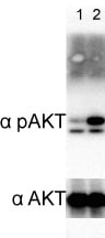 Recombinant Human Angiopoietin-1 Protein 923-AN