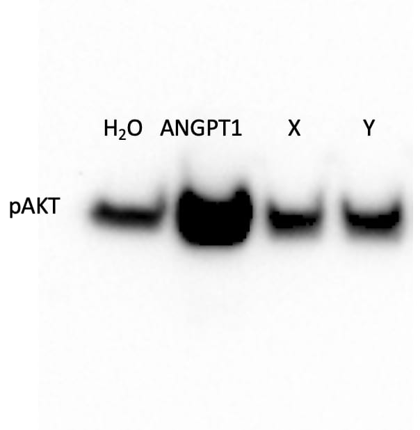 Recombinant Human Angiopoietin-1 Protein 923-AN