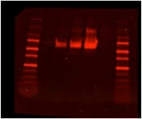 Recombinant Human ADAM15 Protein, CF 9234-AD