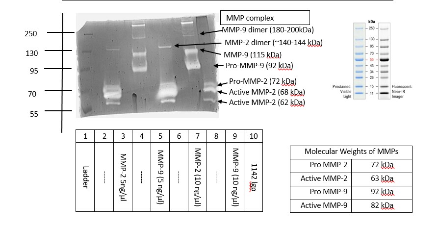 Recombinant Mouse/Rat MMP-2 Protein, CF 924-MP
