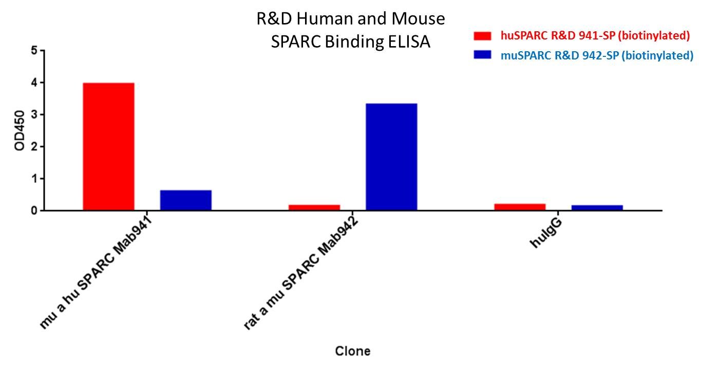 Recombinant Mouse SPARC Protein, CF 942-SP