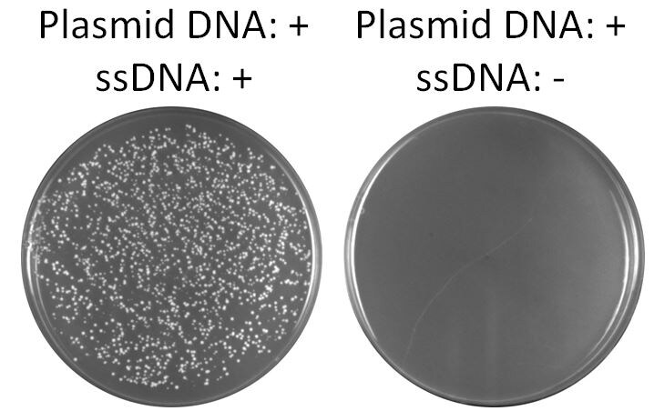 Salmon Sperm DNA 9610-5-D